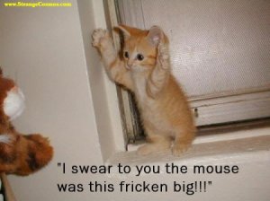 lolcatsdotcomnjdx5a8frvoqi9ct.jpg