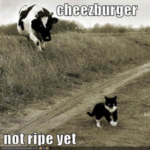 chxburgernotripe22.jpg