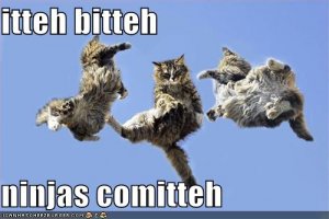 kittyninjas.jpg