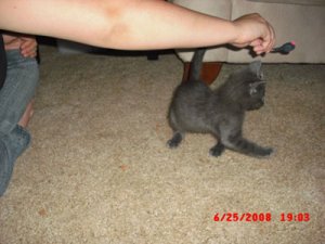 kittenpeppersmurfy.jpg