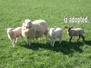 adoptedsheep.jpg