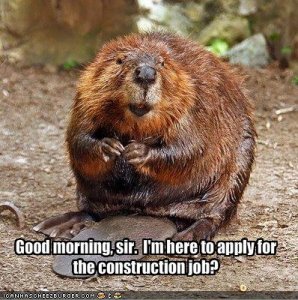 constructionbeaver.jpg