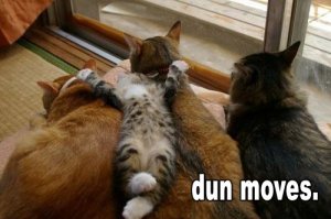 relaxacat.jpg