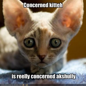 funny-pictures-your-cat-is-very-concerned.jpg