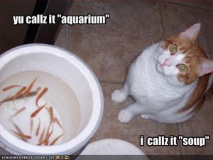 fishsoup.jpg