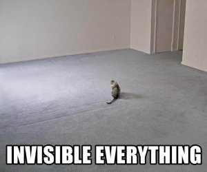 catinvisbleeverythingak9.jpg