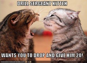 drillsargeantkitteh.jpg