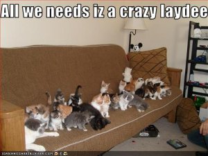 crazycatswithnolady.jpg