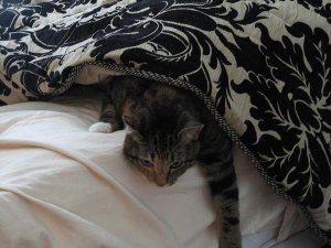 Chloeinbed.jpg
