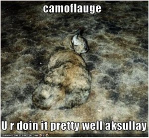 camokitty.JPG