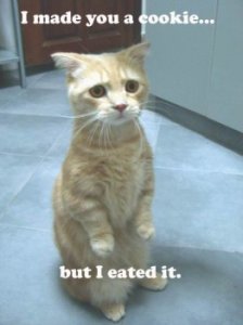 lolcatsdotcomsdofuxubvaeus1u7.jpg