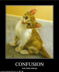 lolcatsconfusion.jpg