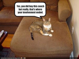 lolcatsmycouch.jpg