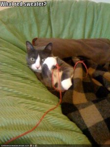 lolcatsredsweater.jpg