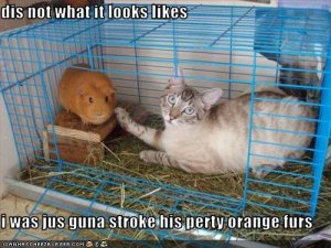 lolcatsnotwhatitlookslike.jpg