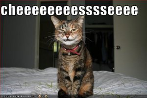 lolcatssaycheese.jpg