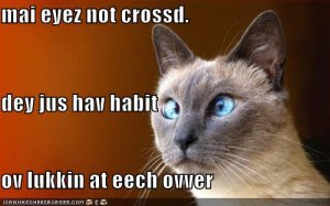 lolcatseyeznotcrossed.jpg