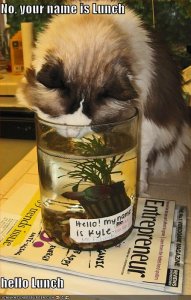 lolcatsyournameislunch.jpg