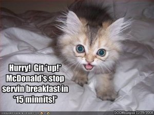 lolcatsgitup.jpg