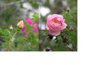 Heinbecker rose.jpg