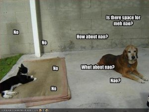 lolcatsspacefordog.jpg