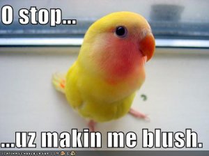 lolcatsblushingbird.jpg