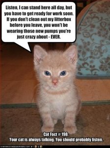 lolcatslisten.jpg