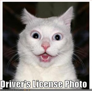 lolcatsdriverslicensephoto.jpg