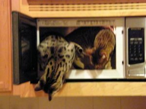 oven2.jpg
