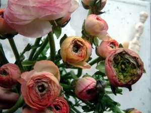 ranunculus6.jpg