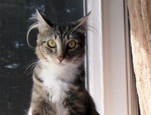 Gracie_Cat_3.jpg Gracie_Cat_3.jpg