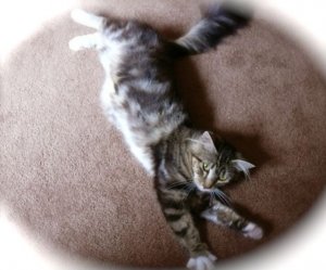 Gracie_Cat_1.jpg