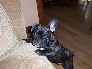 TuckerCouch(Resized).JPG