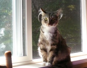 Gracie_Cat_2.jpg