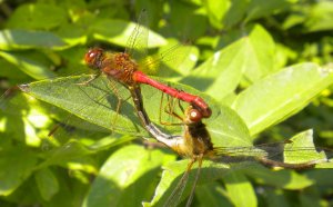 TLdragonflies.JPG