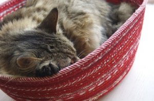CATSNUGGLEBEDil_430xN_83891445.jpg