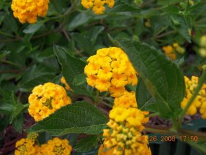 xDSCN0375.jpg