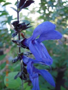 xDSCN0521.jpg