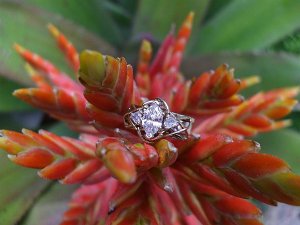 LongwoodRing 033.jpg