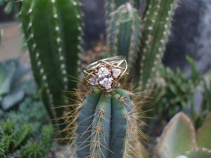 LongwoodRing 068.jpg