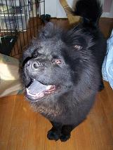 DOG HH.JPG