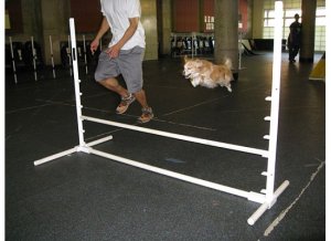 roxflyingpic3.jpg