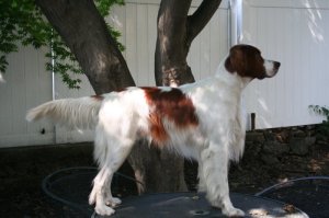 dog photos to send_8.jpg