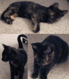 blurry kitten.JPG