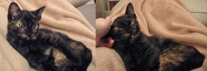 Kitten on lap214.JPG