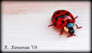 Ladybug signed.jpg