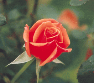 rose.gif