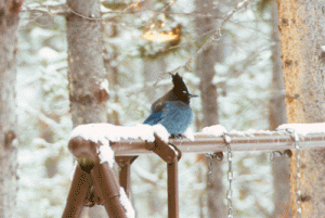 bluebird.gif