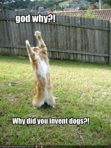lolcatsgodwhy.jpg