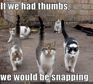 catthumbsnap.jpg